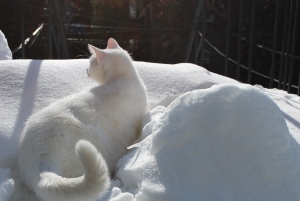 Cat snowday
