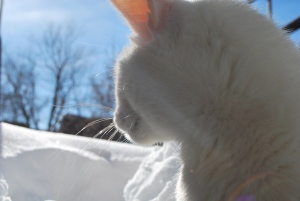 Cat Snowday
